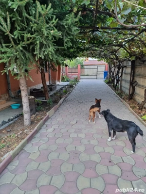 Casă de vânzare - imagine 4