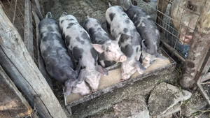 Purcei 3 luni si grasuni între 70 90 kg