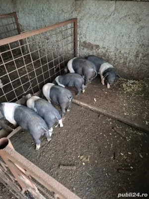 purcei de vanzare  - imagine 2