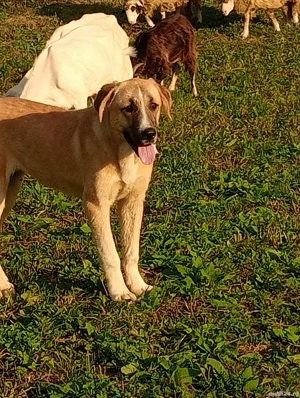 Catei de vânzare  - imagine 3 Catei de vânzare  - imagine 3