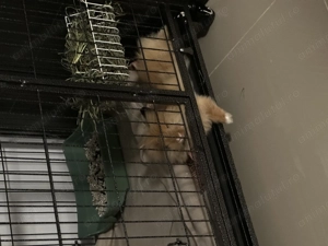 Ofer spre adoptie iepuras - imagine 2