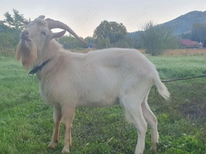 Tap Sannen original parinti pedigree 6 litri - imagine 2