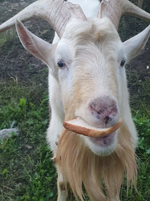 Tap Sannen original parinti pedigree 6 litri