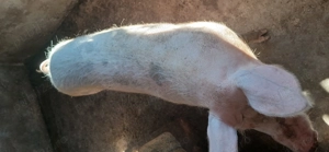 Vand porci din monta diferite mărimi  - imagine 3