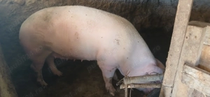 Vand porci diferite marimi