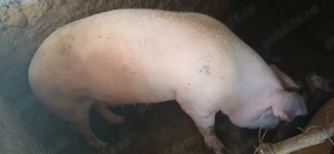 Vand porci diferite marimi - imagine 4