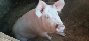 Vand porci din monta diferite mărimi  - imagine 2