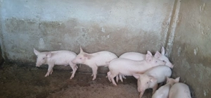 Vand porci diferite marimi - imagine 3