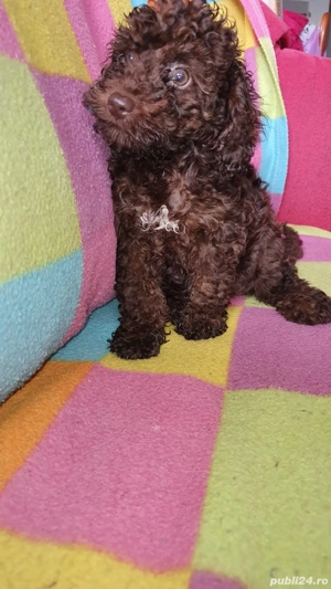 Pudel culoare maro - imagine 2