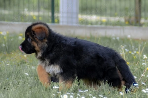 Cățeluși Ciobănesc Germ cu pedegree , linie de sânge import ,  - imagine 2