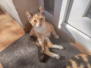 Donez pui de pisica - imagine 2