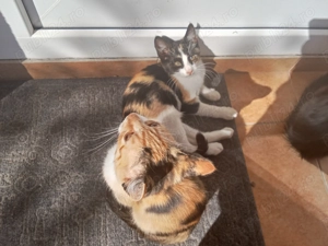 Donez pui de pisica - imagine 3