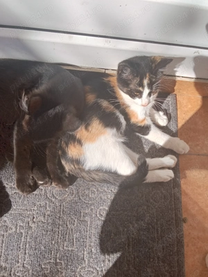 Donez pui de pisica - imagine 4