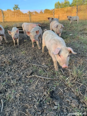 porci de vanzare  - imagine 4 porci de vanzare  - imagine 4
