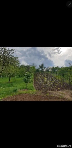Vand teren de casa intravilan 5900mp cu vie si livada pe jumatate din suprafata - imagine 2