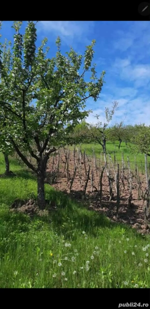 Vand teren de casa intravilan 5900mp cu vie si livada pe jumatate din suprafata - imagine 5