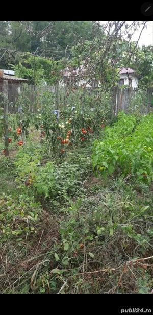 Vand teren de casa intravilan 5900mp cu vie si livada pe jumatate din suprafata - imagine 6