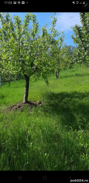 Vand teren de casa intravilan 5900mp cu vie si livada pe jumatate din suprafata - imagine 4