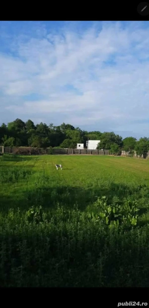 Vand teren de casa intravilan 5900mp cu vie si livada pe jumatate din suprafata - imagine 3