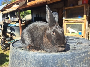 De vânzare iepuri fluture german si berbec german 