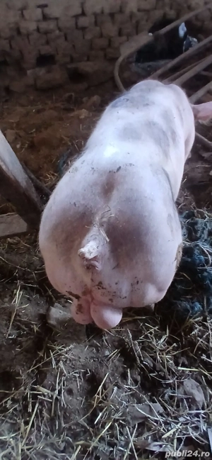 Vieruș Petrean - imagine 4