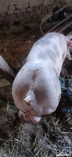 Vieruș Petrean - imagine 5