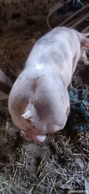 Vieruș Petrean - imagine 2