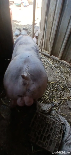 Vieruș Petrean - imagine 3