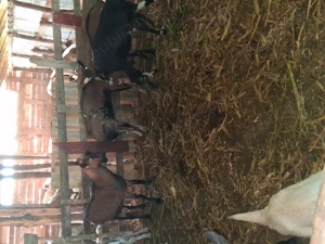 Capre de vânzare  - imagine 2