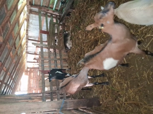 Capre de vânzare  - imagine 3