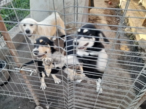 Donez caței - imagine 2 Donez caței - imagine 2