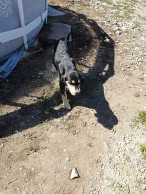 Donez caței - imagine 3 Donez caței - imagine 3