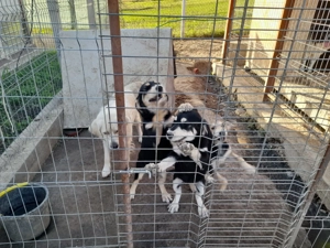 Donez caței - imagine 5 Donez caței - imagine 5