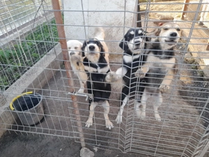 Donez caței - imagine 4 Donez caței - imagine 4