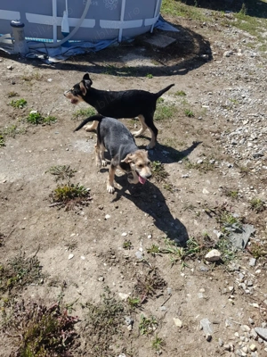 Donez caței - imagine 8 Donez caței - imagine 8