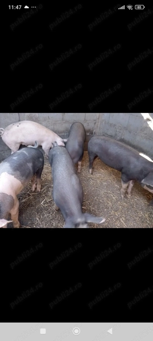 Grăsuni 6 bucăți.