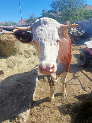 Vând junică de a fata 