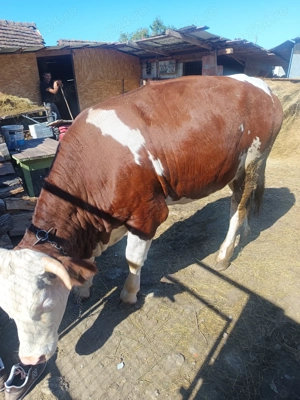 Vând junică de a fata  - imagine 2 Vând junică de a fata  - imagine 2