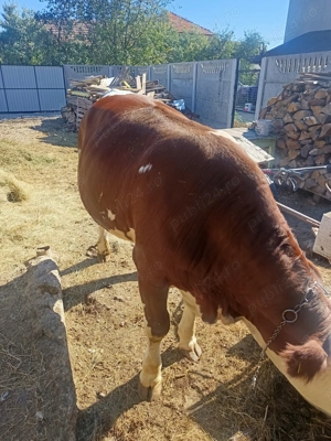 Vând junică de a fata  - imagine 4 Vând junică de a fata  - imagine 4