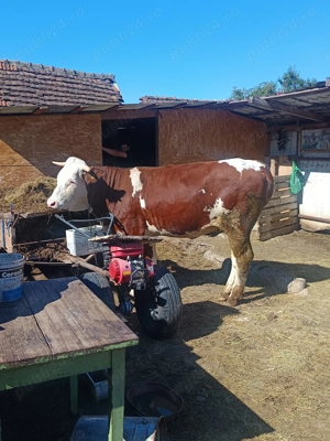 Vând junică de a fata  - imagine 5 Vând junică de a fata  - imagine 5