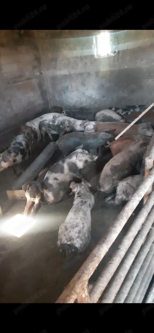 Vând porcii de la 60 kilograme pâna la 350 kilograme 