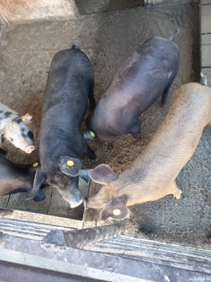 purcei de vanzare - imagine 3