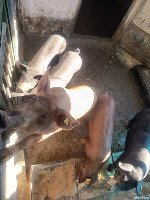 purcei de vanzare - imagine 2