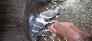 Purcei de vinzare - imagine 5 Purcei de vinzare - imagine 5