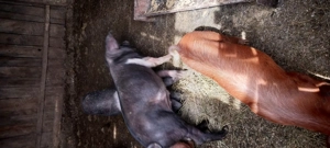 Purcei de vinzare - imagine 3 Purcei de vinzare - imagine 3