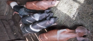 Purcei de vinzare - imagine 2 Purcei de vinzare - imagine 2