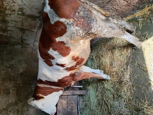 Vând sferturi de carne de vițel 30 de lei kg - imagine 2 Vând sferturi de carne de vițel 30 de lei kg - imagine 2