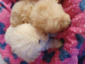 Bichoni Maltezi  - imagine 2 Bichoni Maltezi  - imagine 2