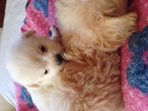 Bichoni Maltezi  - imagine 5 Bichoni Maltezi  - imagine 5