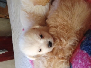 Bichoni Maltezi  - imagine 4 Bichoni Maltezi  - imagine 4